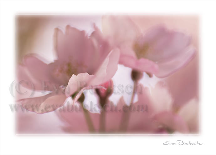 Körsbärsblommor - konstkort av Eva Bucksch